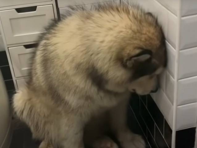 Cute : Ce chien est prêt à tout pour ne pas prendre son bain