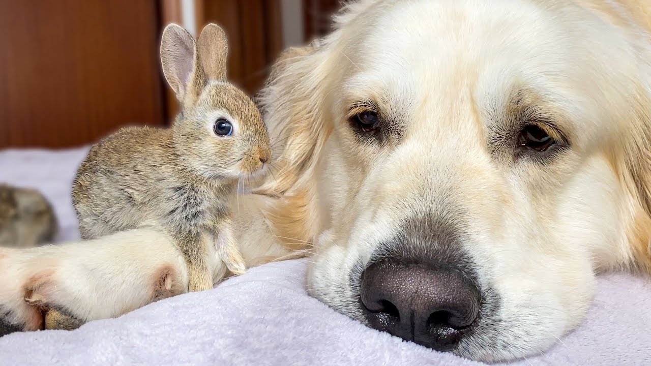 Cute : Ce golden retriever adopte des lapins et c'est trop mignon