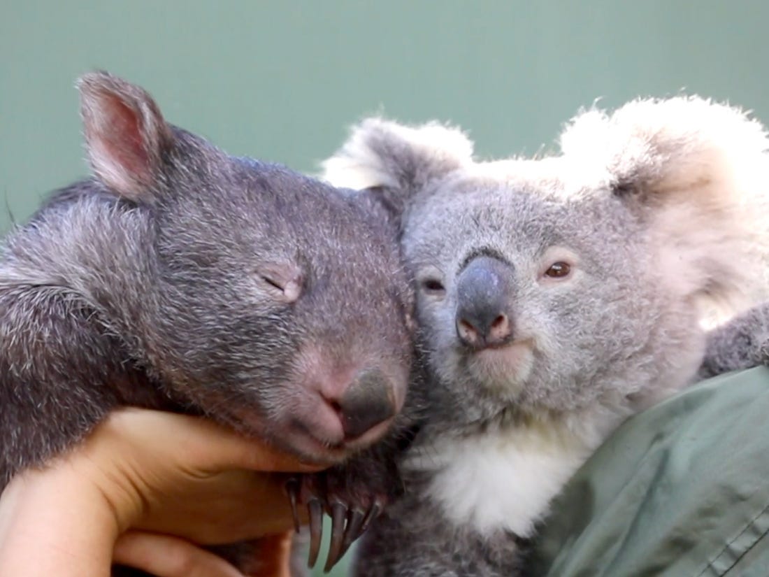 Cute : Un koala et un wombat deviennent les meilleurs amis au monde lors du confinement