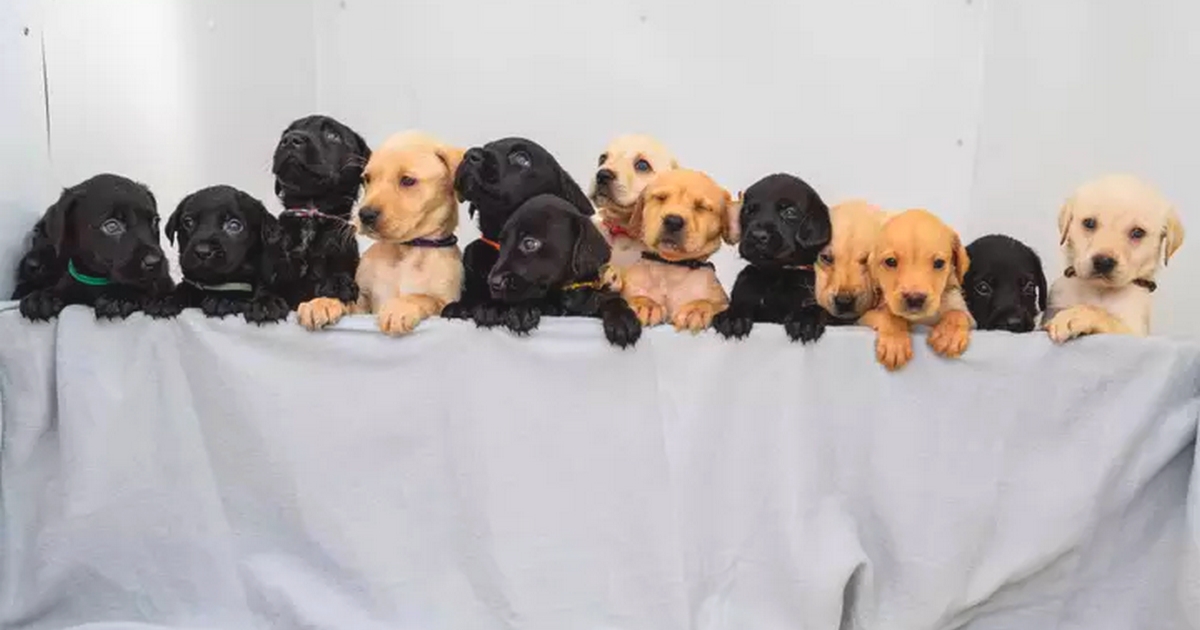 Cute : Un labrador a donné naissance à 14 chiots