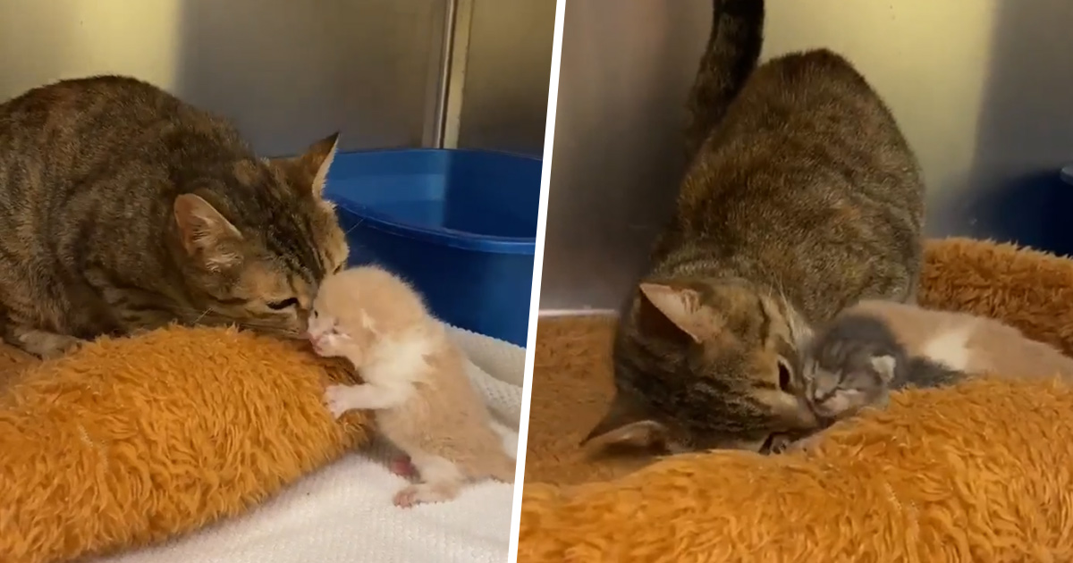 Cute : Une chatte retrouve ses chatons dans un refuge pour animaux