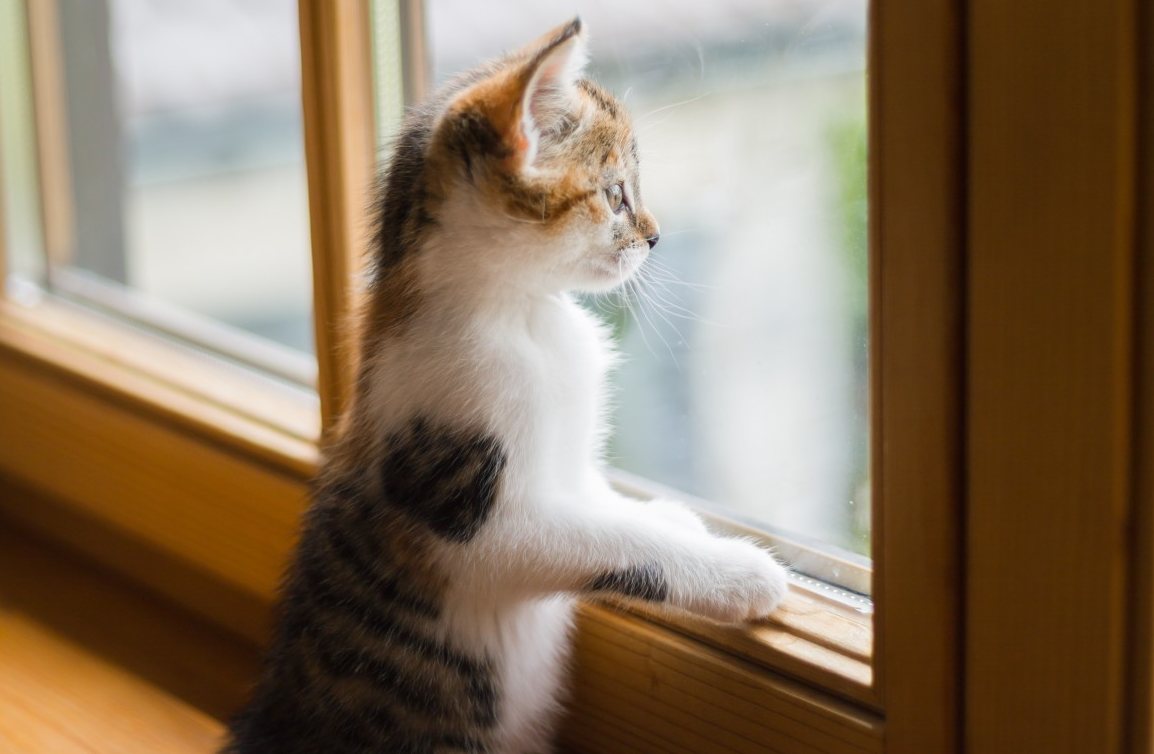 Elle découvre avec stupéfaction la réaction de son chat lors de son absence