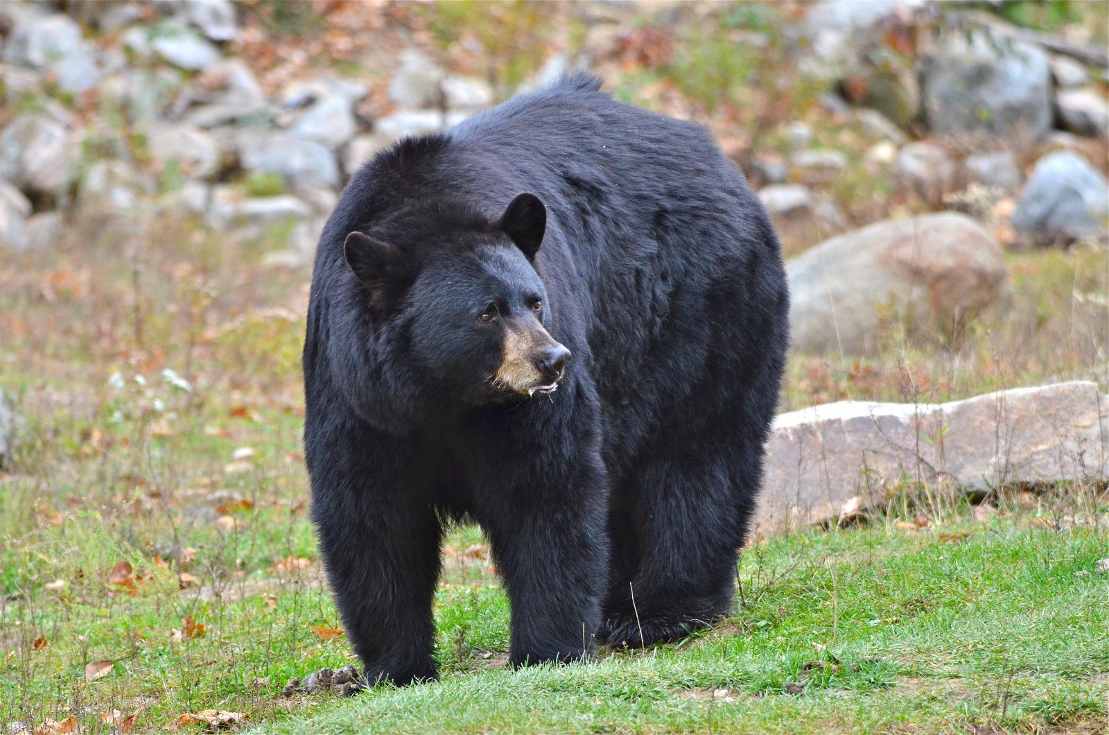 Face à un ours noir, une randonneuse garde un calme olympien !