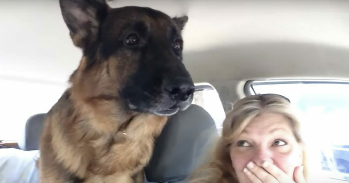L'étonnante réaction de ce chien qui réalise qu'il se rend chez le vétérinaire