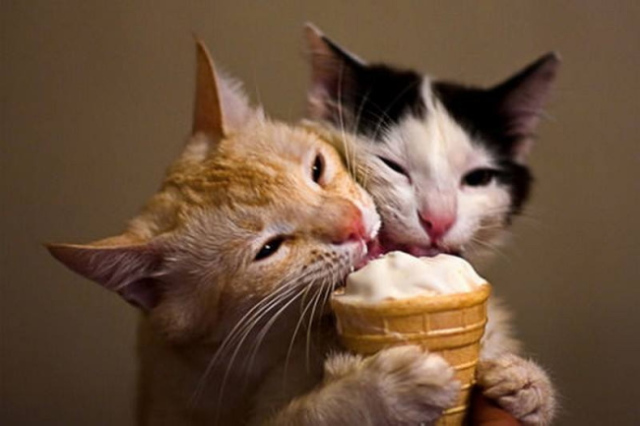 La réaction hilarante d'un chat qui mange de la glace pour la première fois