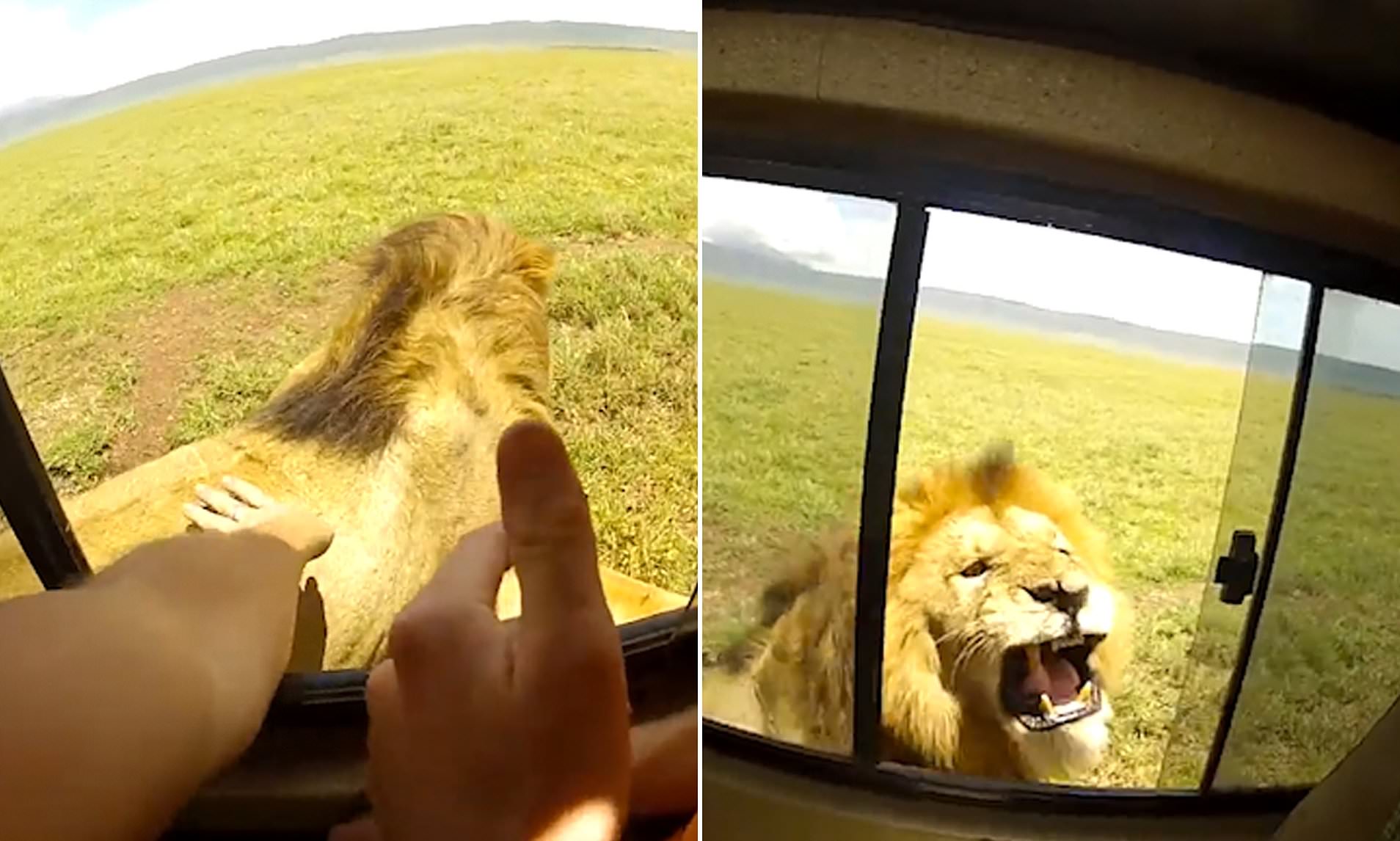Safari : Il caresse un lion et passe à deux doigts de la mort