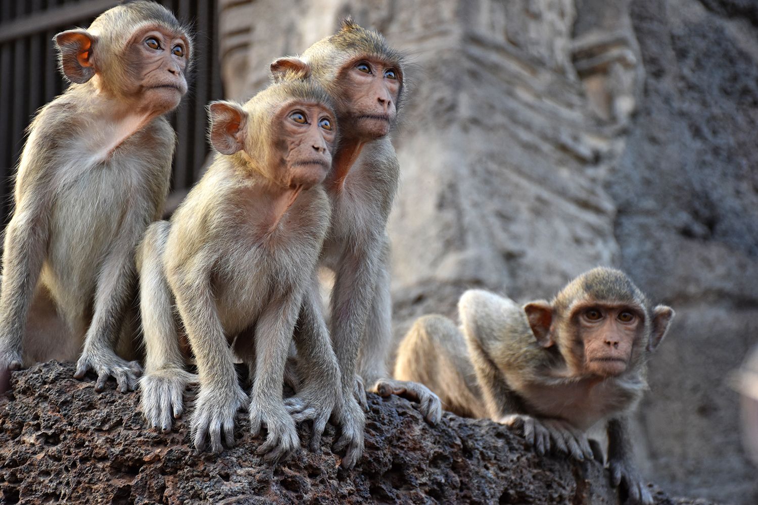 Thaïlande : L'enfer des habitants de Lopburi, la &quot;ville des singes&quot;