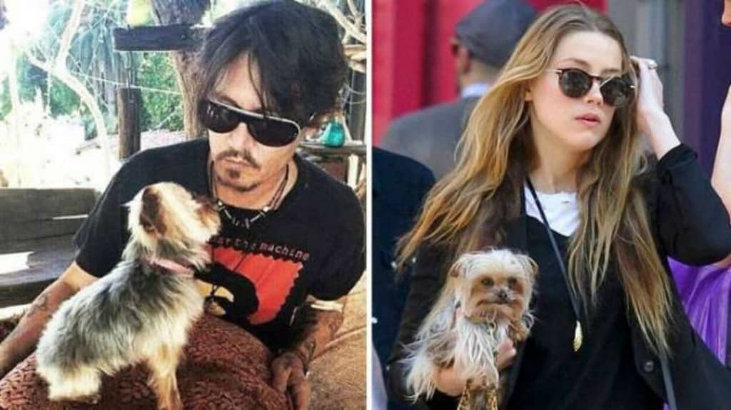 Amber Heard et Johnny Depp en guerre : bientôt un test ADN pour... les yorkshires ?