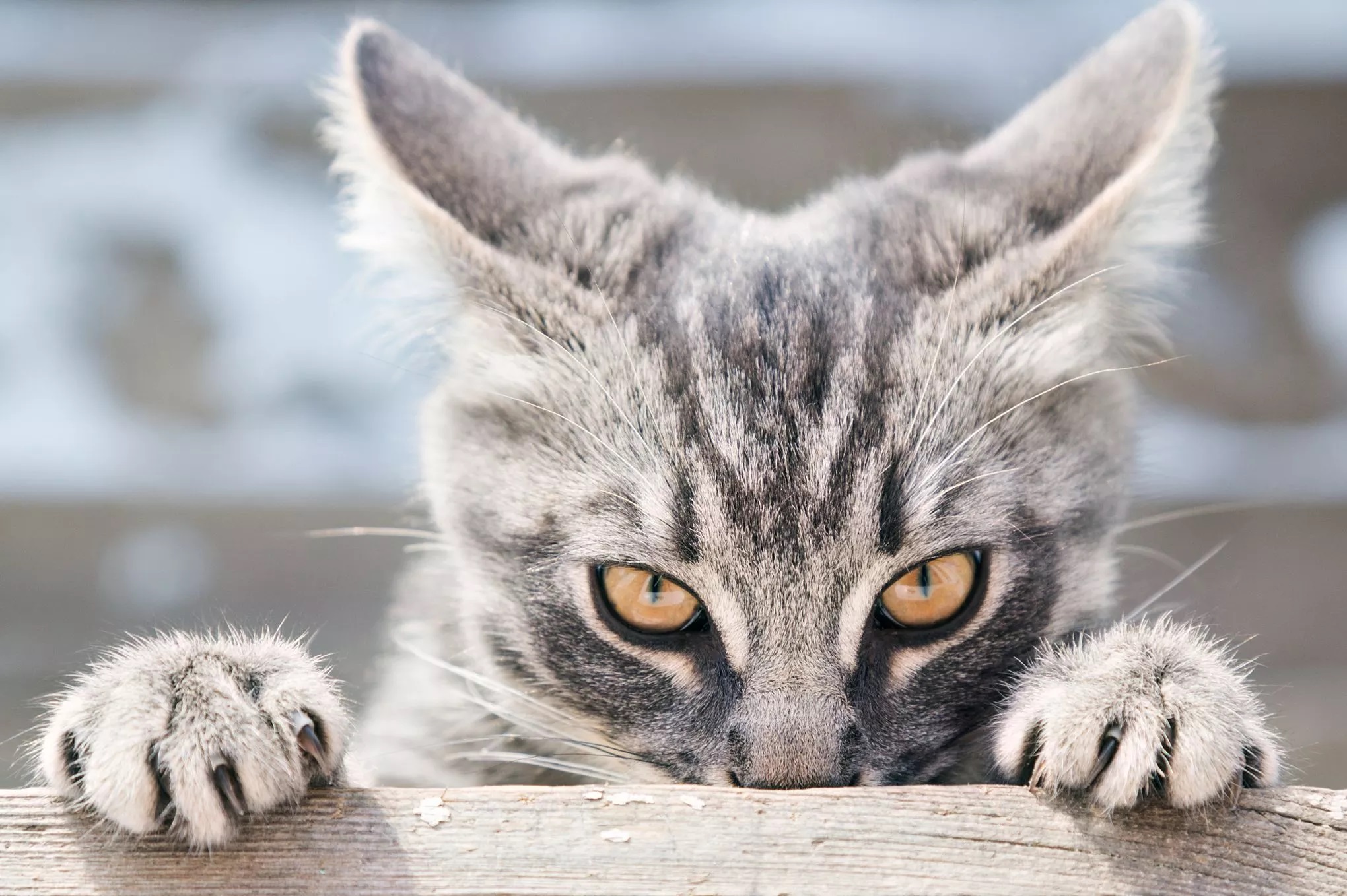 Ce chat est vraiment trop fourbe : il pousse discrètement son frère du haut d'une table