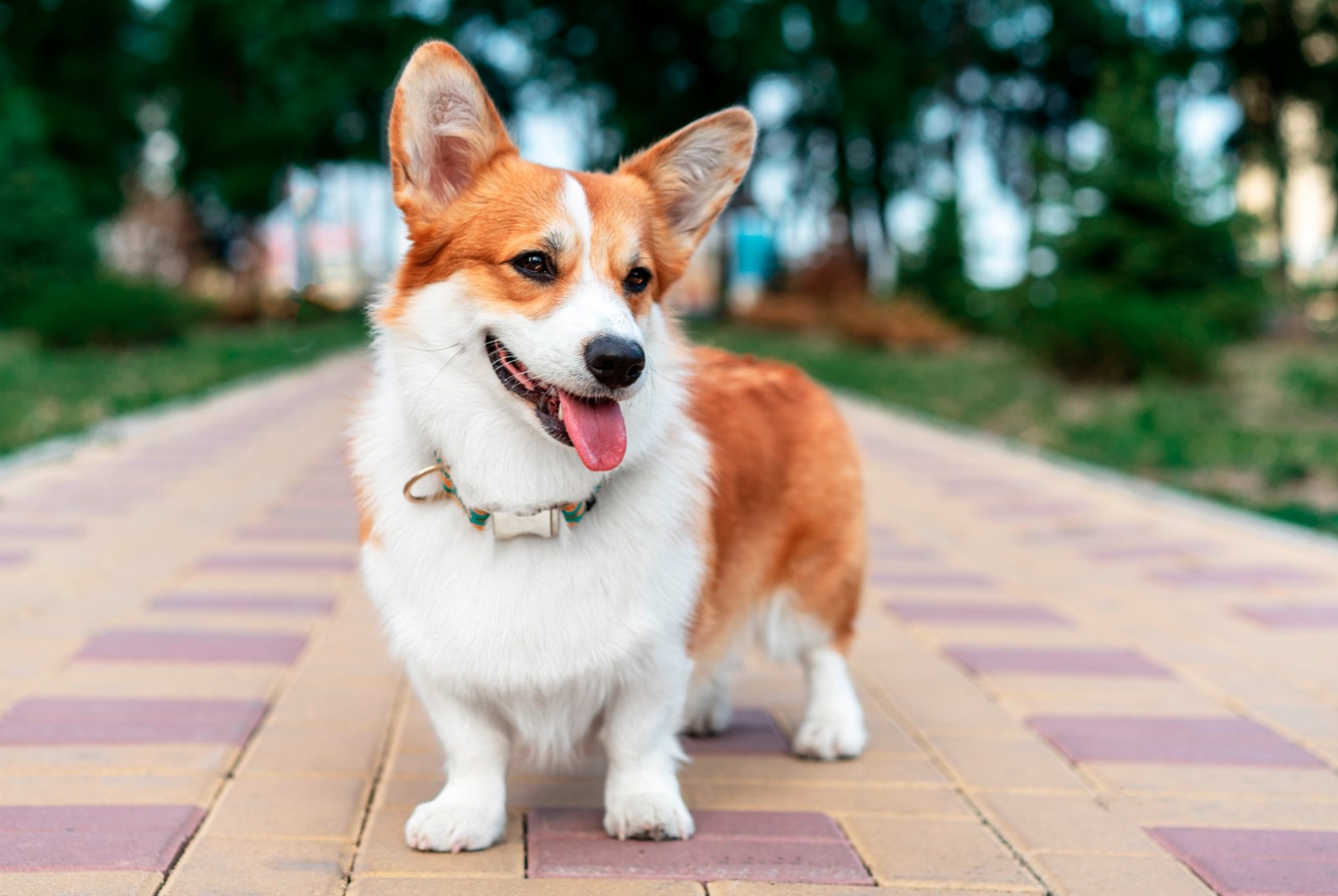 Ce corgi peut adopter des expressions tout simplement impensables !