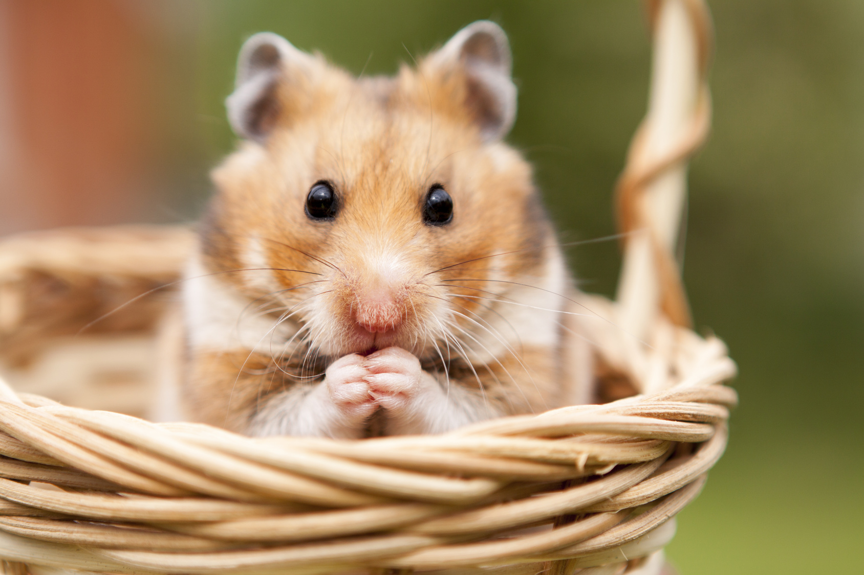 Cet adorable hamster est désormais comparé... à Jean-Claude Van Damme !