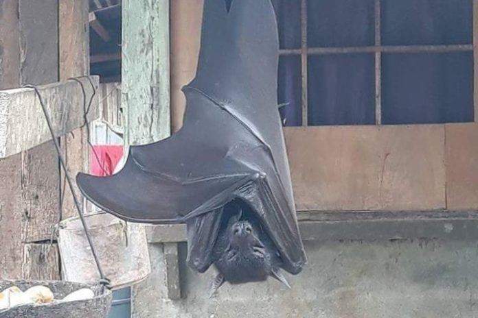 Cette chauve-souris à taille humaine affole le web