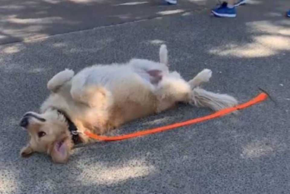 Cute : Ce chien est prêt à tout pour ne pas avoir à rentrer de sa promenade