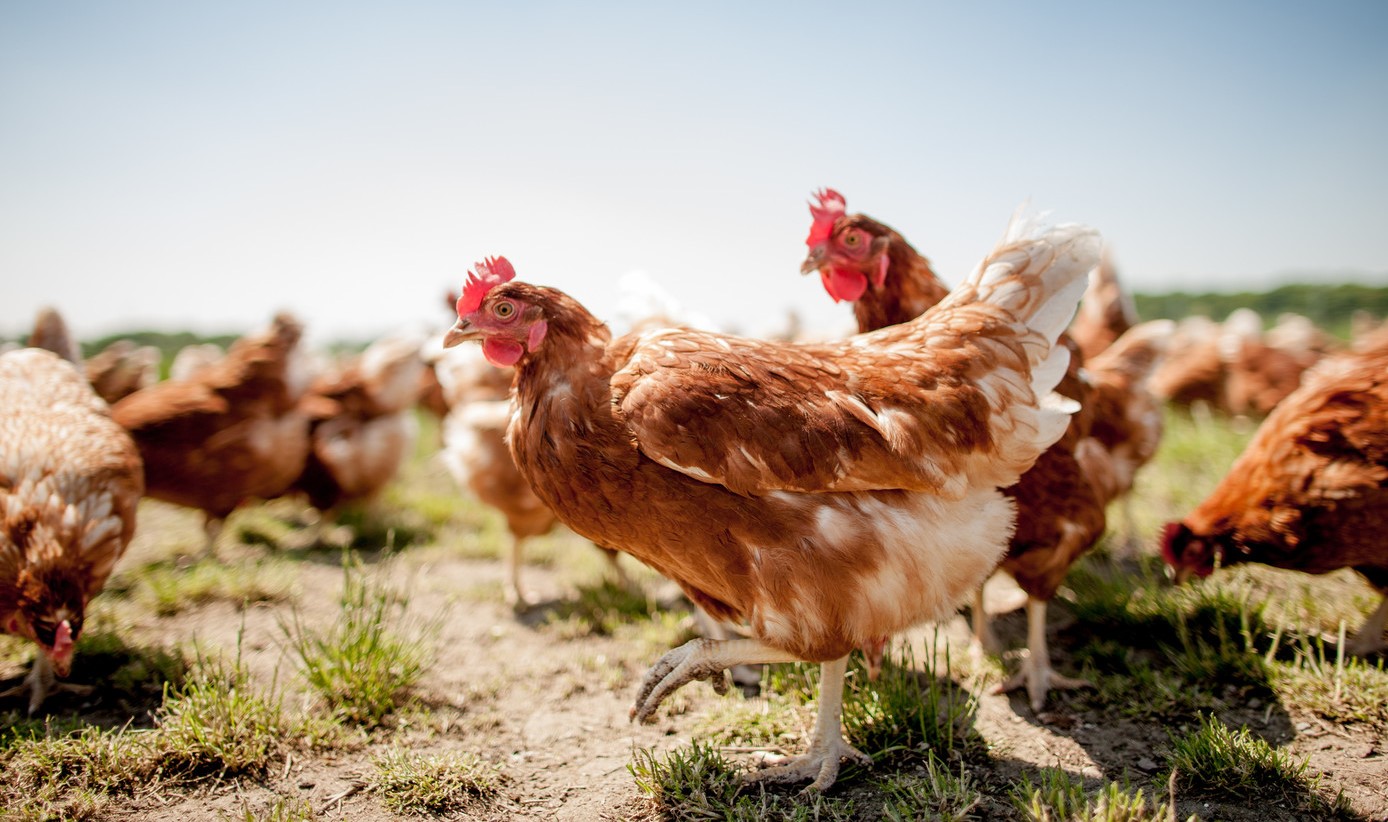 Dépressive, cette femme se prend pour une poule