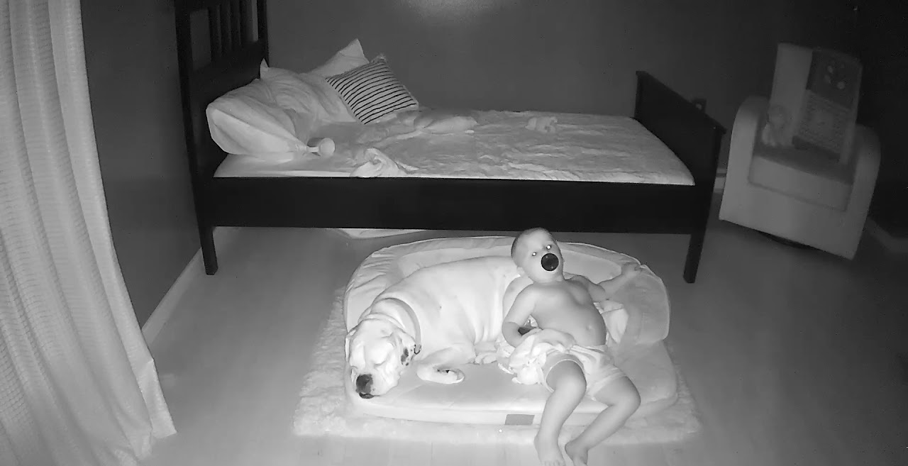 Finn &amp; Brutus : Chaque nuit, ce petit garçon s'échappe pour dormir avec son chien