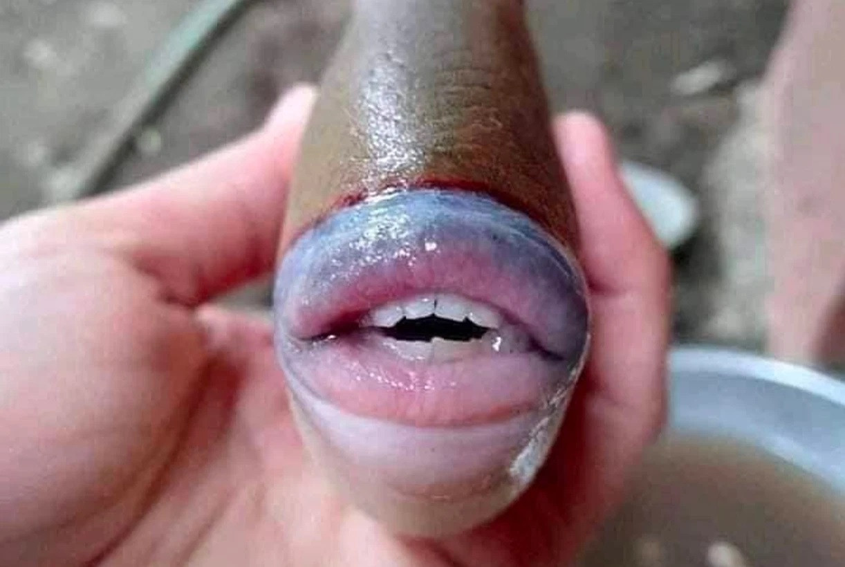 Le Baliste : L’étrange poisson aux dents humaines affole la toile