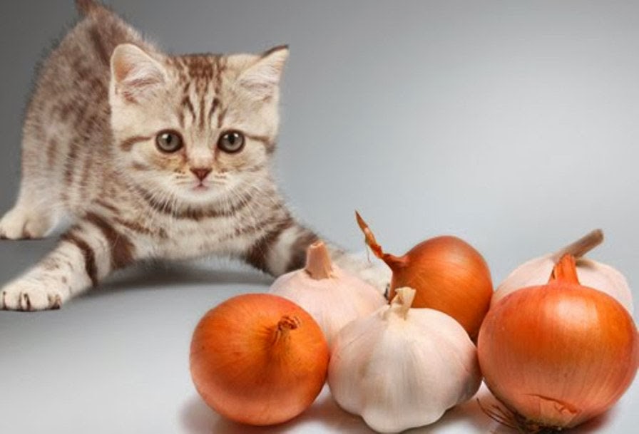 Les oignons peuvent aussi faire pleurer les chats