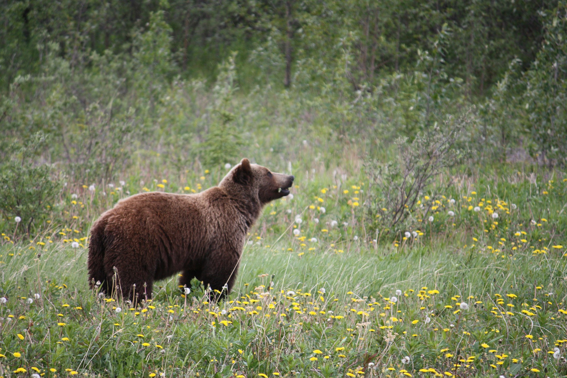 Mexique : face à un ours, cette touriste conserve un calme olympien !