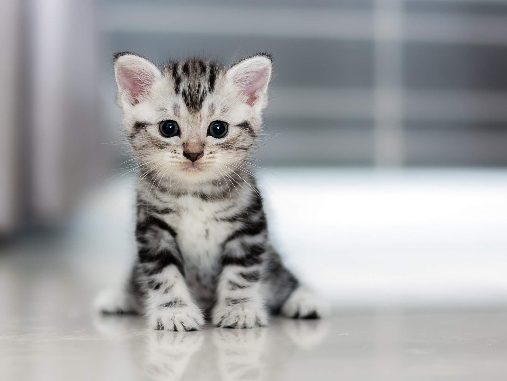 Un adorable chat fait le buzz durant le sermon d'un prêtre