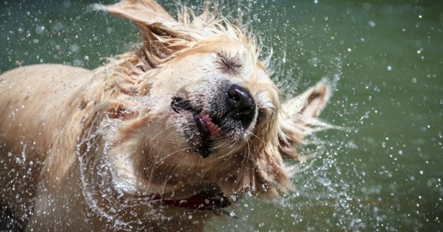 Un agent de sécurité protège un chien de la pluie et devient une star