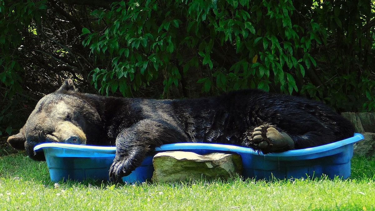 Un ours s’invite dans son jardin et fait la sieste dans la piscine