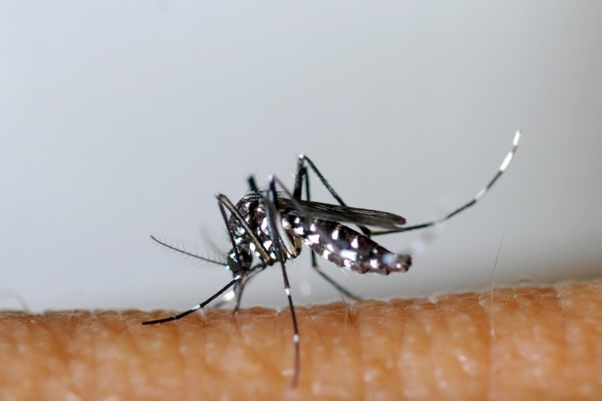 750 millions de moustiques génétiquement modifiés bientôt lâchés dans la nature !