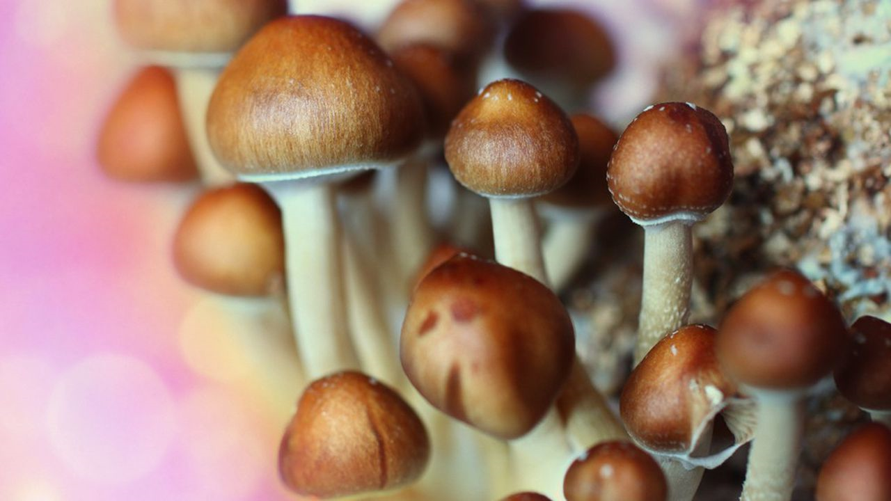Bientôt des champignons hallucinogènes dans les hôpitaux ?