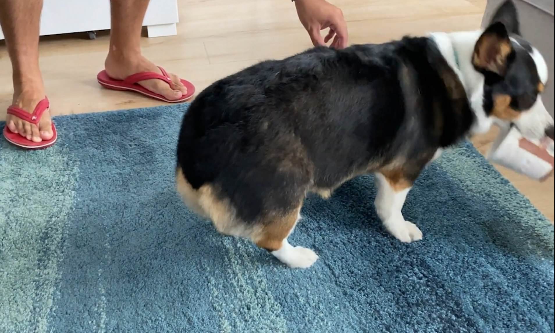 Ce chien ne veut pas partager sa glace... et c'est trop mignon !