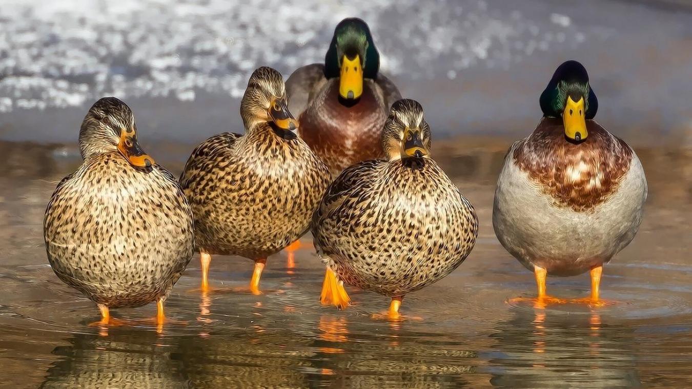 Ces randonneurs ont été pris d'assaut par... des canards !