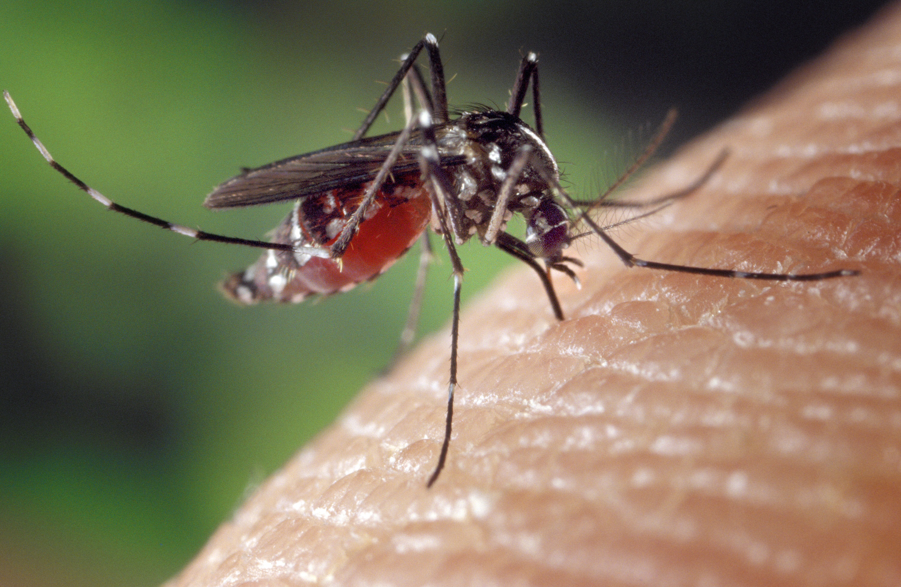 Et si un produit anti-moustiques était le remède contre le coronavirus ?
