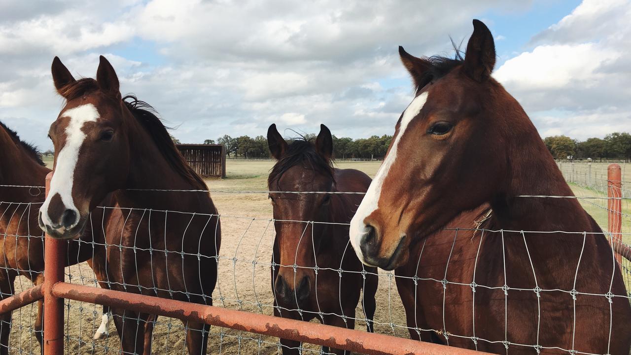 Sur la piste du serial killer des chevaux