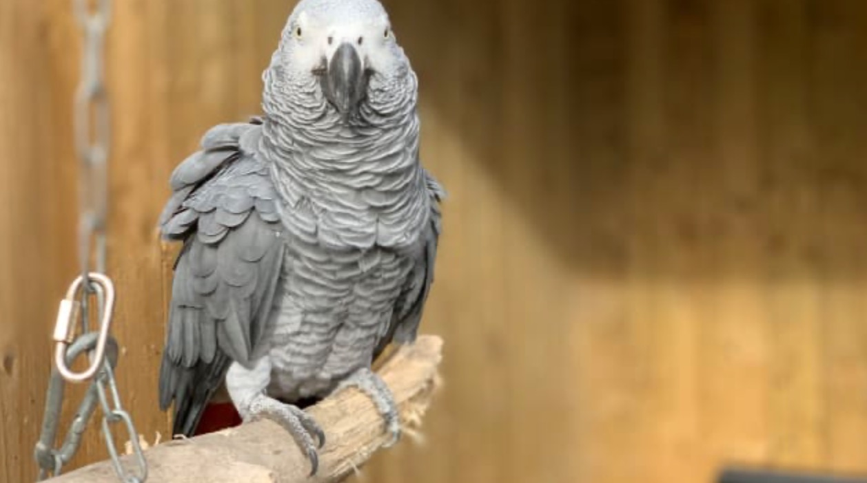 Angleterre : Des perroquets retirés d’un zoo car ils insultaient les visiteurs