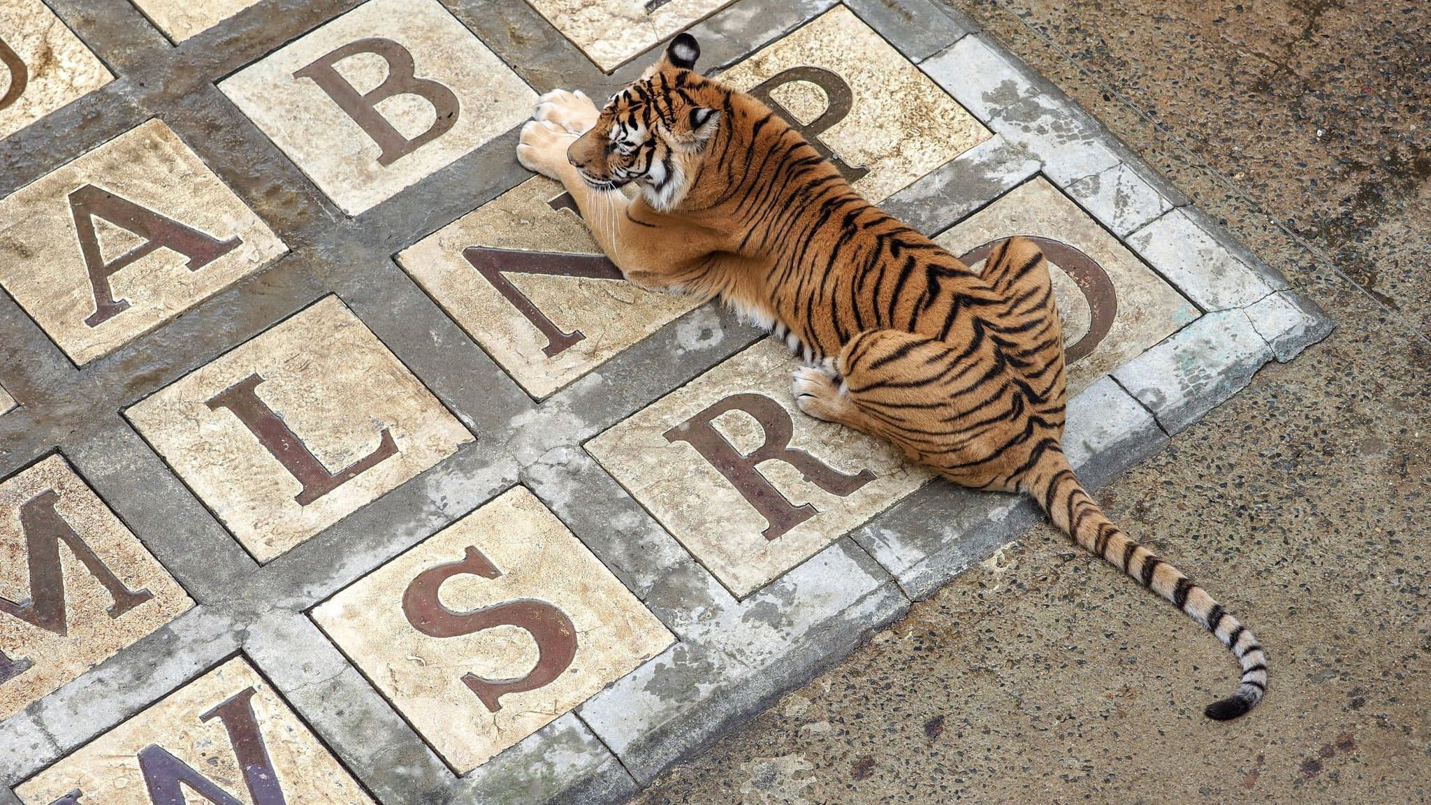 Fort Boyard va se séparer de ses tigres !