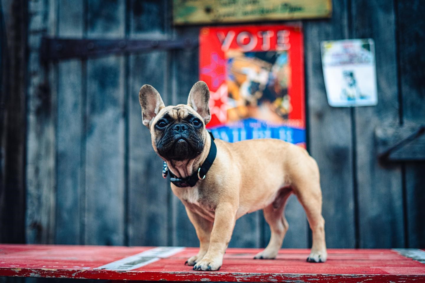 États-Unis : Une ville du Kentucky élit… un chien comme maire