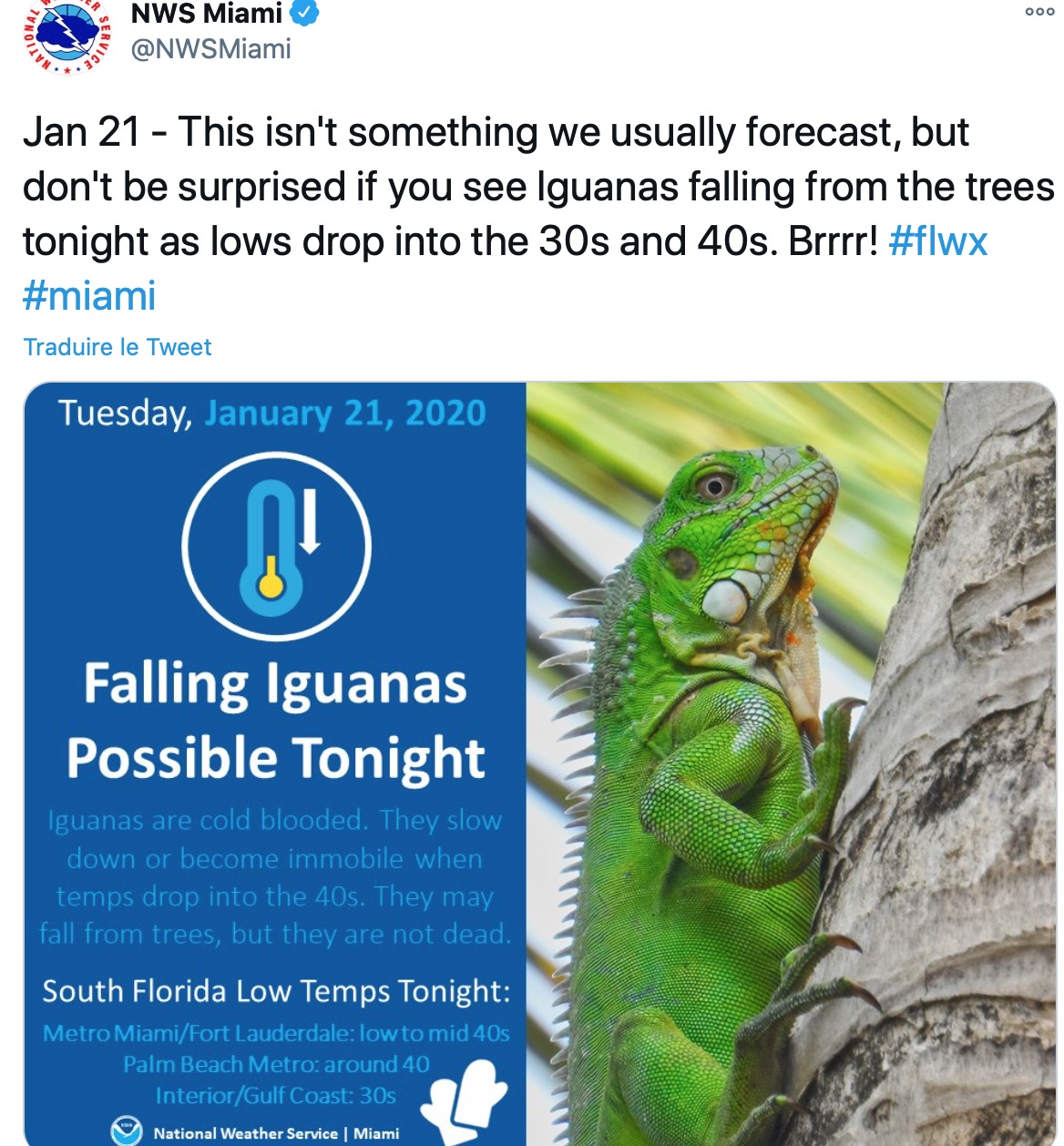  Une autre pluie d'iguanes en Floride au début de l'année 2020 @Twitter