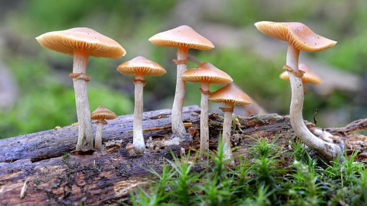 États-Unis : Un homme s'injecte des champignons hallucinogènes, ils commencent à se développer dans son corps