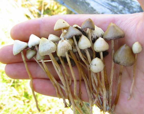 États-Unis : Un homme s'injecte des champignons hallucinogènes, ils commencent à se développer dans son corps