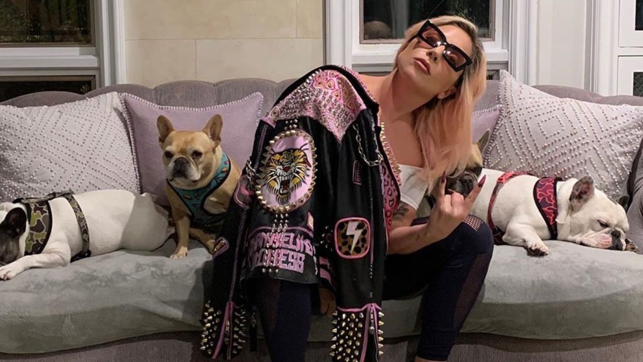  Lady Gaga et ses chiens @Instagram