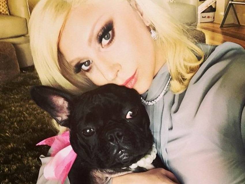 Lady Gaga : Des agresseurs volent ses chiens et blessent par balle un de ses proches