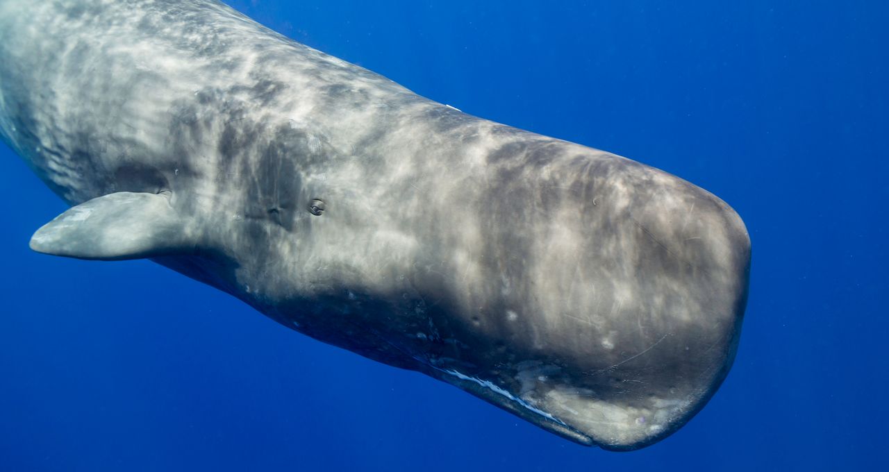 Yémen : Des pêcheurs bientôt millionnaires grâce à du vomi de baleine