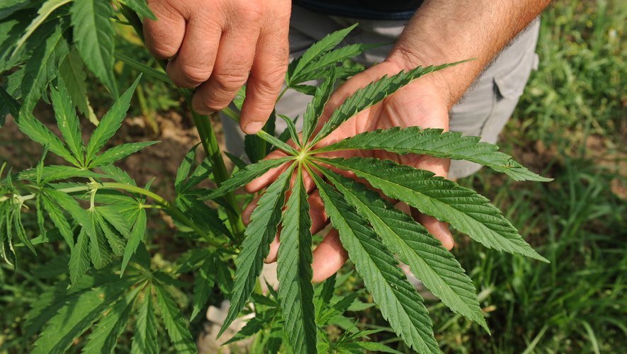  Cultivation de cannabis @DDM, P.C.