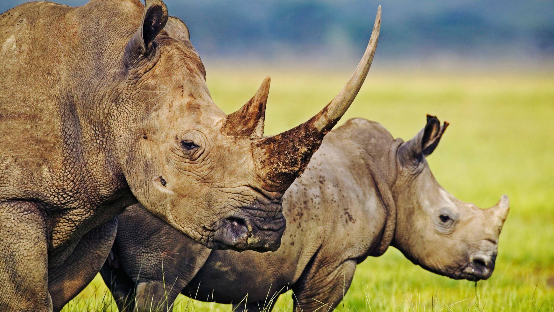 Afrique du Sud : Des rhinocéros bientôt rendus radioactifs pour éviter le braconnage ?