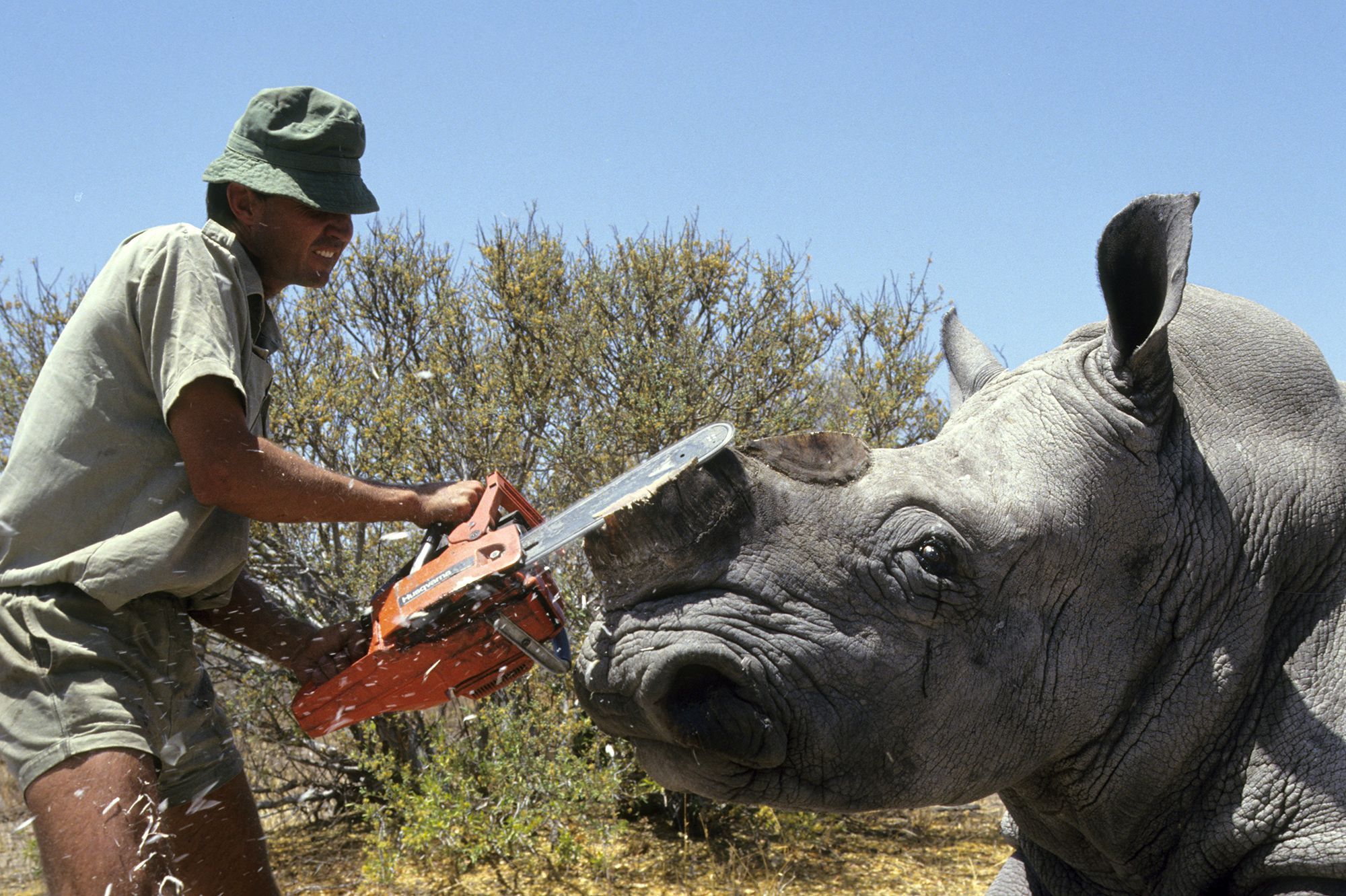 Afrique du Sud : Des rhinocéros bientôt rendus radioactifs pour éviter le braconnage ?