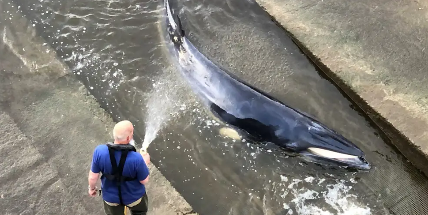 Londres  : Un bébé baleine de quatre mètres évacué d'une écluse de la Tamise