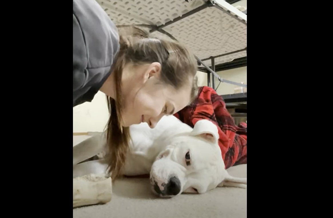 Ce chien refuse les bisous de sa maîtresse... et c'est très drôle !