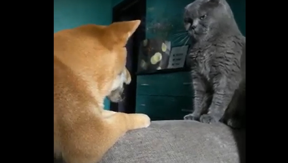 Ce chiot supplie ce chat de jouer avec lui... et c'est juste trop mignon !