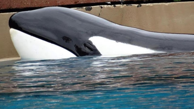 Canada : La détresse de Kiska, l'orque captive depuis dix ans dans un bassin en béton