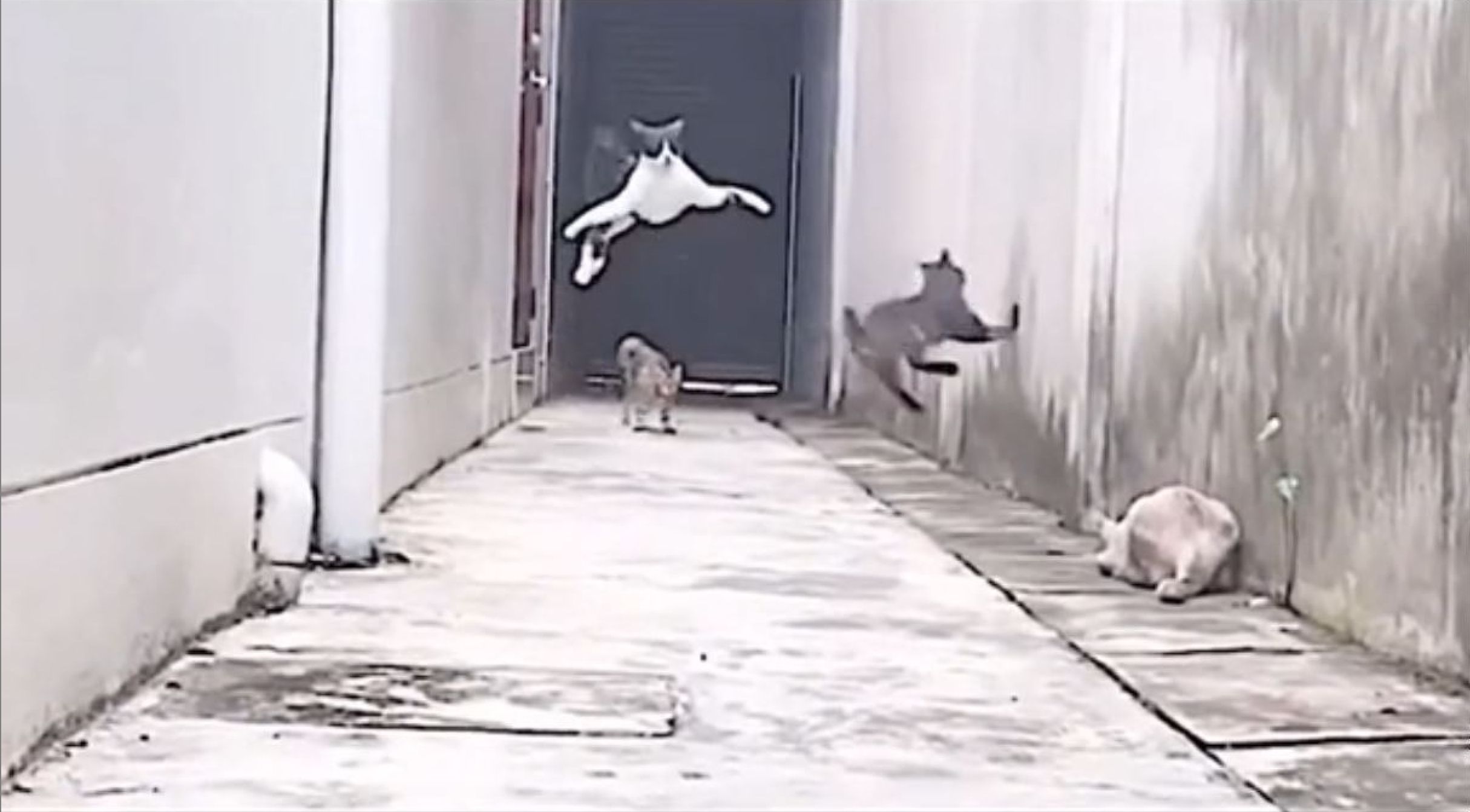 Ce chat évite les attaques de ses camarades comme un véritable Ninja !