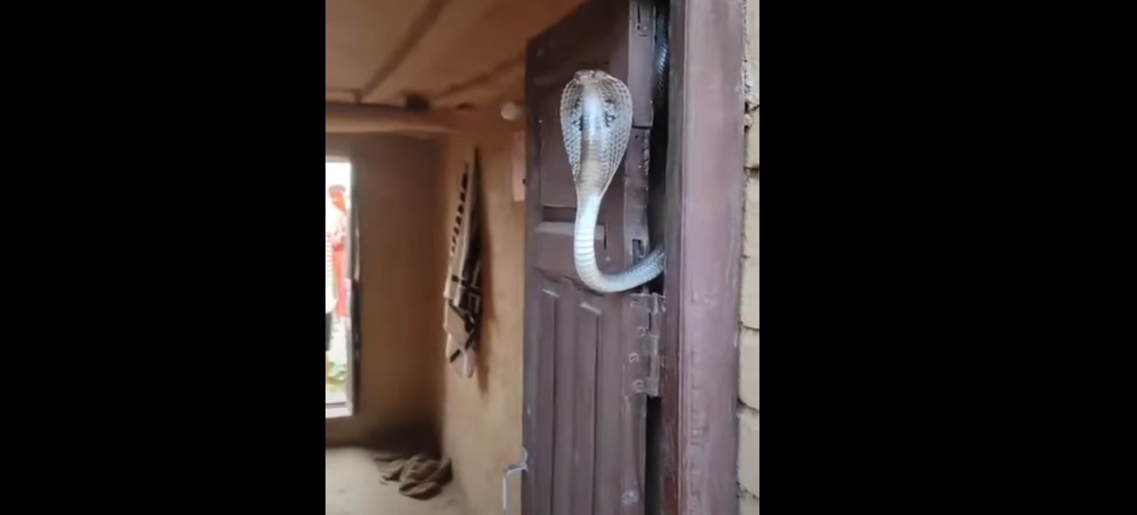 Frayeur ! Il découvre un énorme serpent sur une porte