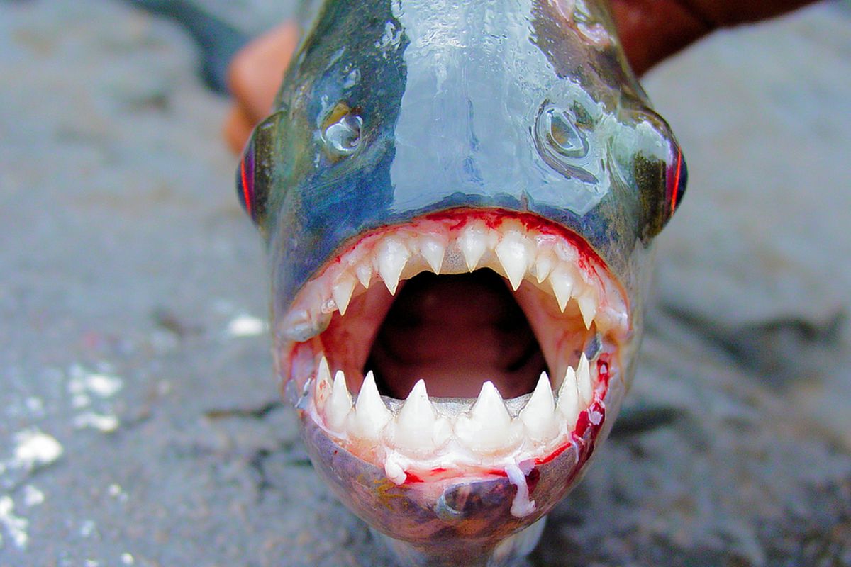 Brésil : Un homme tente de fuir des abeilles, tombe dans un lac et se fait manger par des piranhas